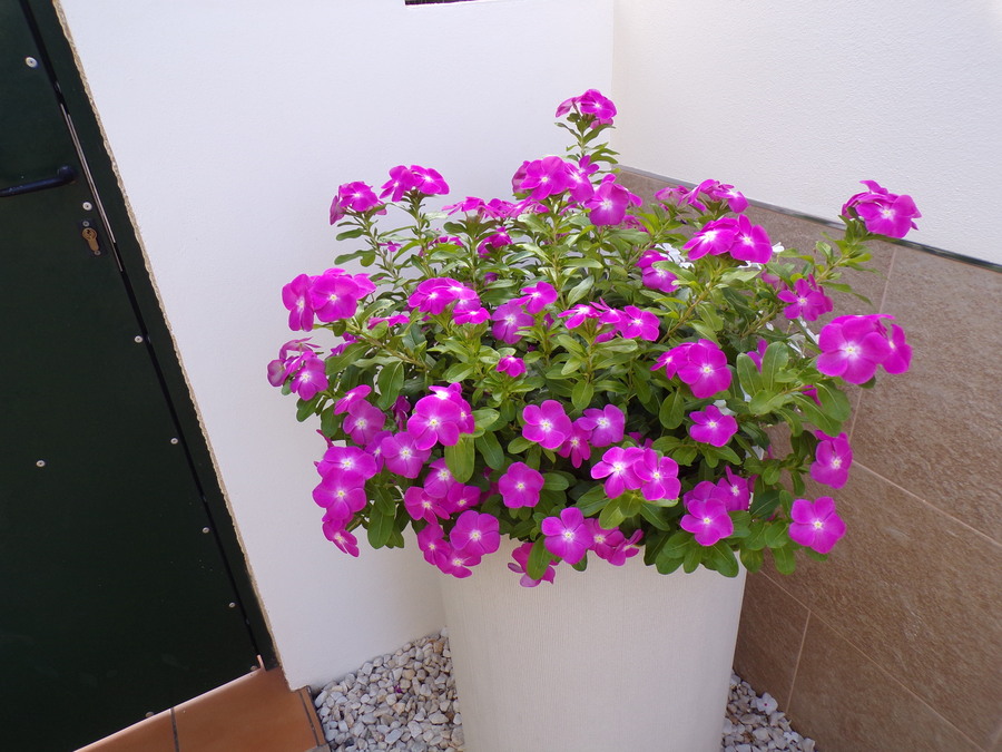 SUN714: Villa for sale in Villamartin ,Monte Golf